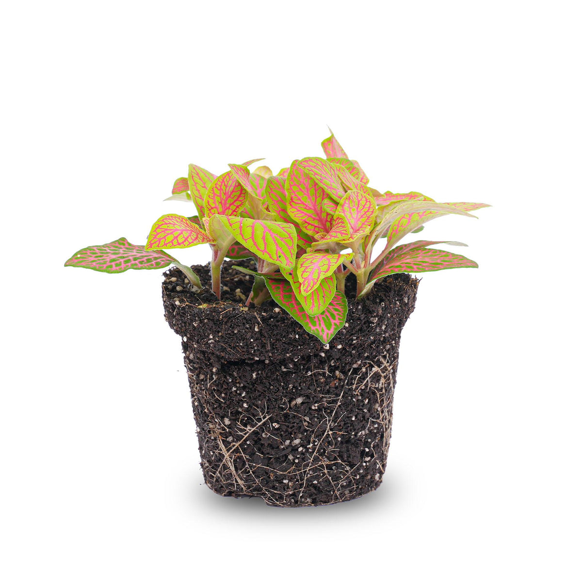 Everspring Fittonia Orange Pink Ruby Lime Mosaik-Pflanztopf, 8cm, mit bunten Pflanzenmuster, perfekt für Zimmerpflanzen