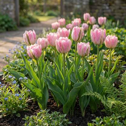 Gefüllte Tulpe Rosa – Tulipa Double Pink online kaufen | 24 bis 96 Blumenzwiebeln, gefüllt &amp; päonienartig – Wurzelwerk Design