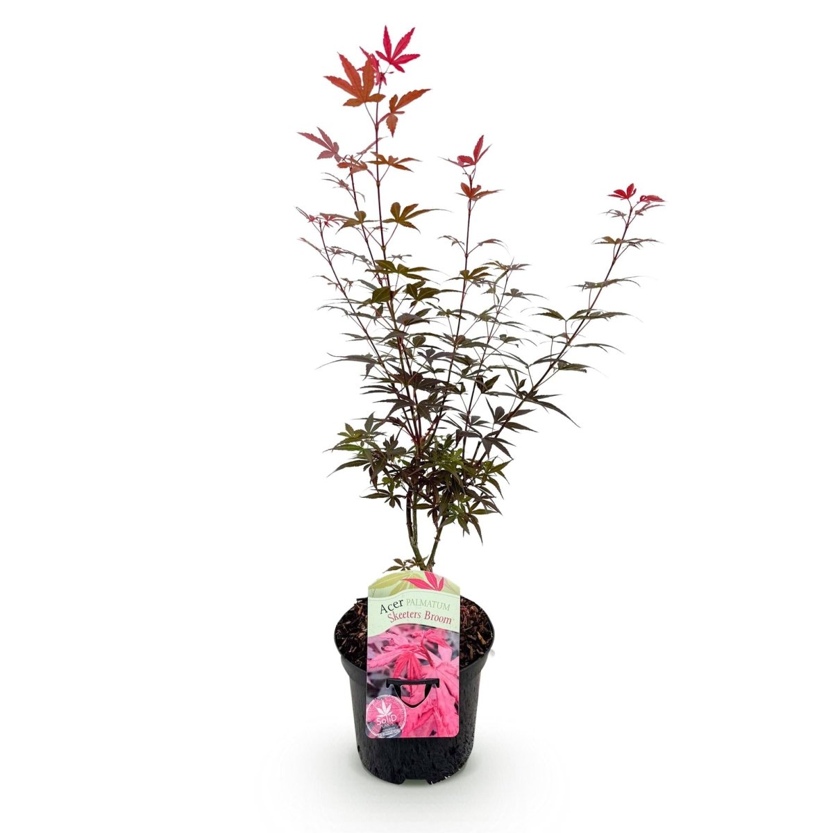 Japanischer Ahorn - Acer palmatum Skeeters Broom - Lila - 1 Pflanze - Laubabwerfend - Topf 19cm Höhe 70cm - Wurzelwerk Design