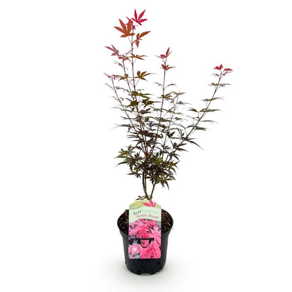 Japanischer Ahorn - Acer palmatum Skeeters Broom - Lila - 1 Pflanze - Laubabwerfend - Topf 19cm Höhe 70cm - Wurzelwerk Design