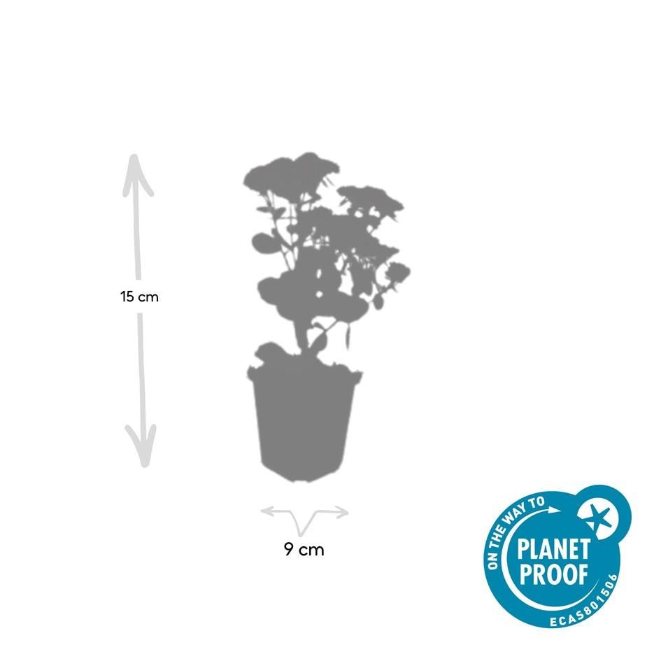 Sedum ‘Herbstfreude’ – 24 Stück, Ø 9 cm Topf, Wuchshöhe 10 - 25 cm – Pflegeleichte, winterharte Staude mit spätem Blütenzauber - Wurzelwerk Design