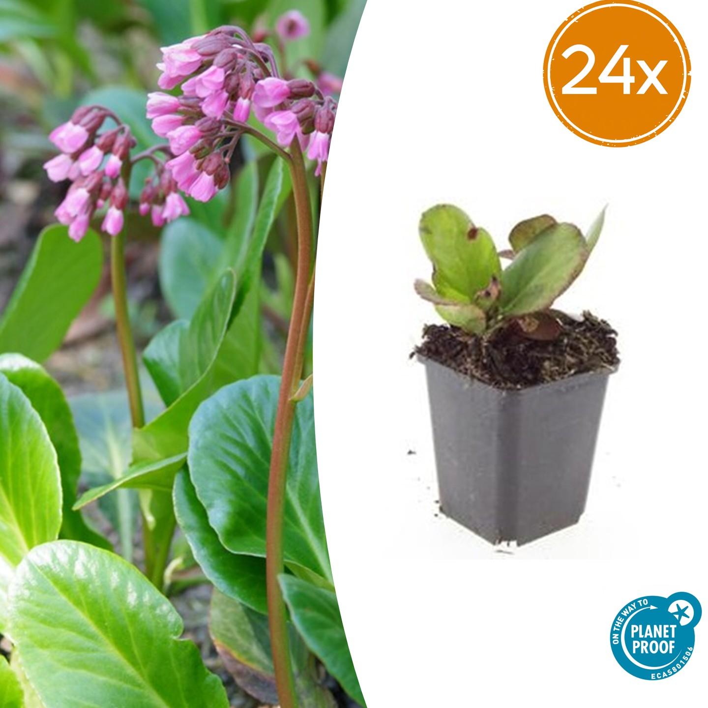 24x Bergenia cordifolia ‘Herbstblüte’ – Herbstblühende Bergenie für Beete &amp; Rabatten – Höhe 10–25 cm – Ø 9 cm