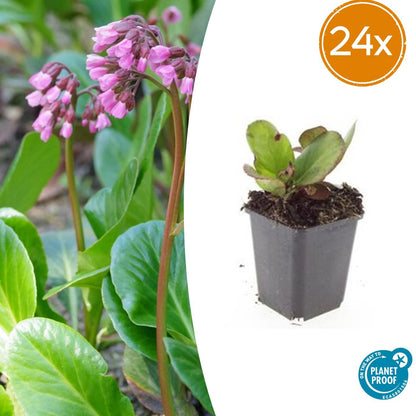 24x Bergenia cordifolia ‘Herbstblüte’ – Herbstblühende Bergenie für Beete &amp; Rabatten – Höhe 10–25 cm – Ø 9 cm