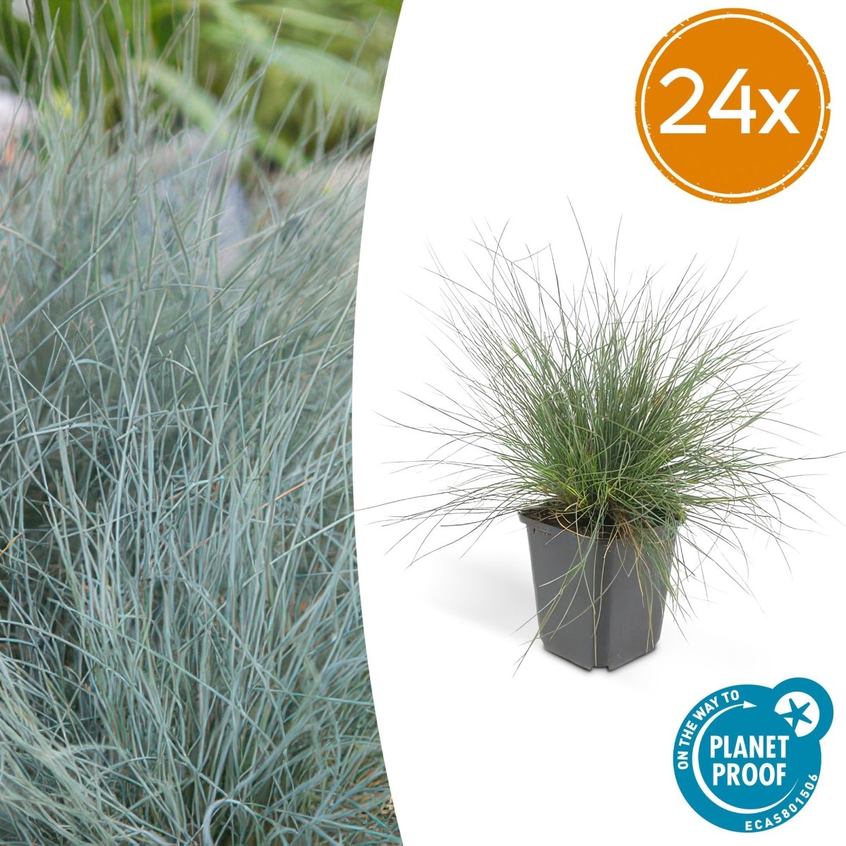 24x Festuca glauca ‘Elijah Bleu’ – Blauschwingel für Beete, Steingärten &amp; Rabatten – Höhe 10–25 cm – Ø 9 cm - Wurzelwerk Design