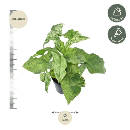 Syngonium ‘Mottled’ 25 cm | Seltene Variegata im Ø12 cm Topf – Tropische Zimmerpflanze - Wurzelwerk Design