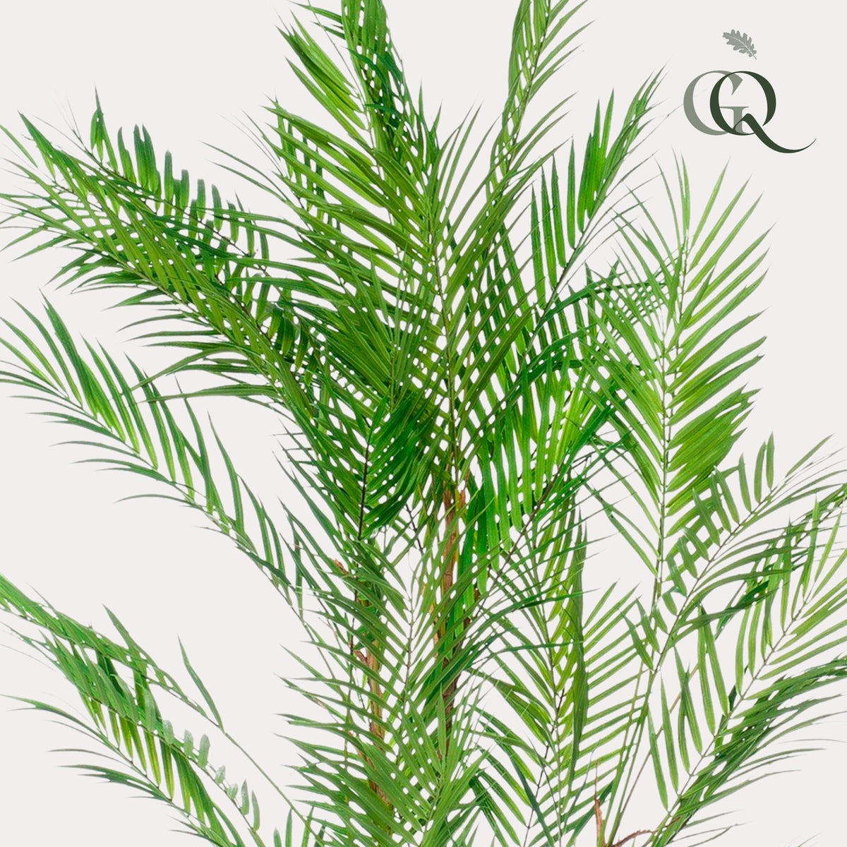 Kunstpflanze Chamaedorea Elegans, Bergpalme, Everspring, 120 cm hohe, detailreiche künstliche Zimmerpflanze