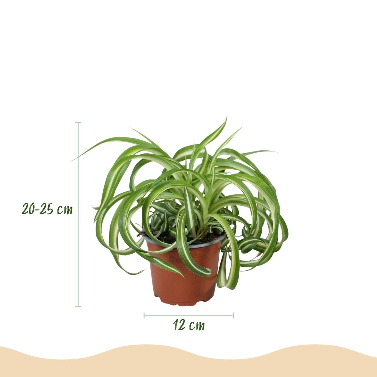Graslilie Bonnie kaufen | Chlorophytum comosum – haustierfreundlich, Topf Ø 12 cm - Wurzelwerk Design