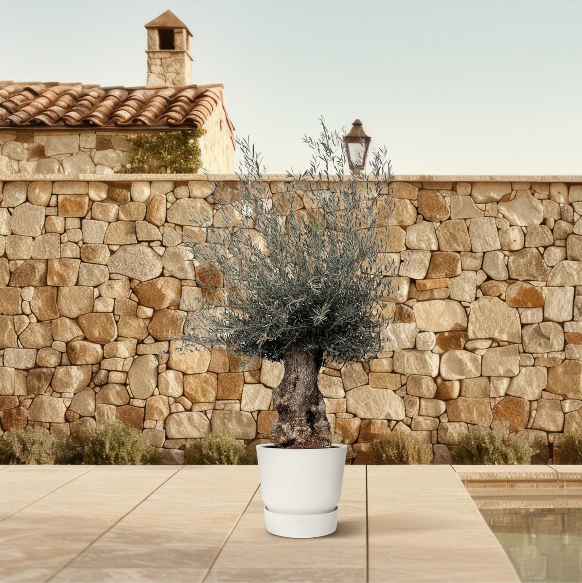 Olivenbaum Bonsai kaufen – Olea europaea Bonsai, 220–250 cm, Mediterran - Wurzelwerk Design