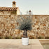 Olivenbaum Bonsai kaufen – Olea europaea Bonsai, 220–250 cm, Mediterran - Wurzelwerk Design