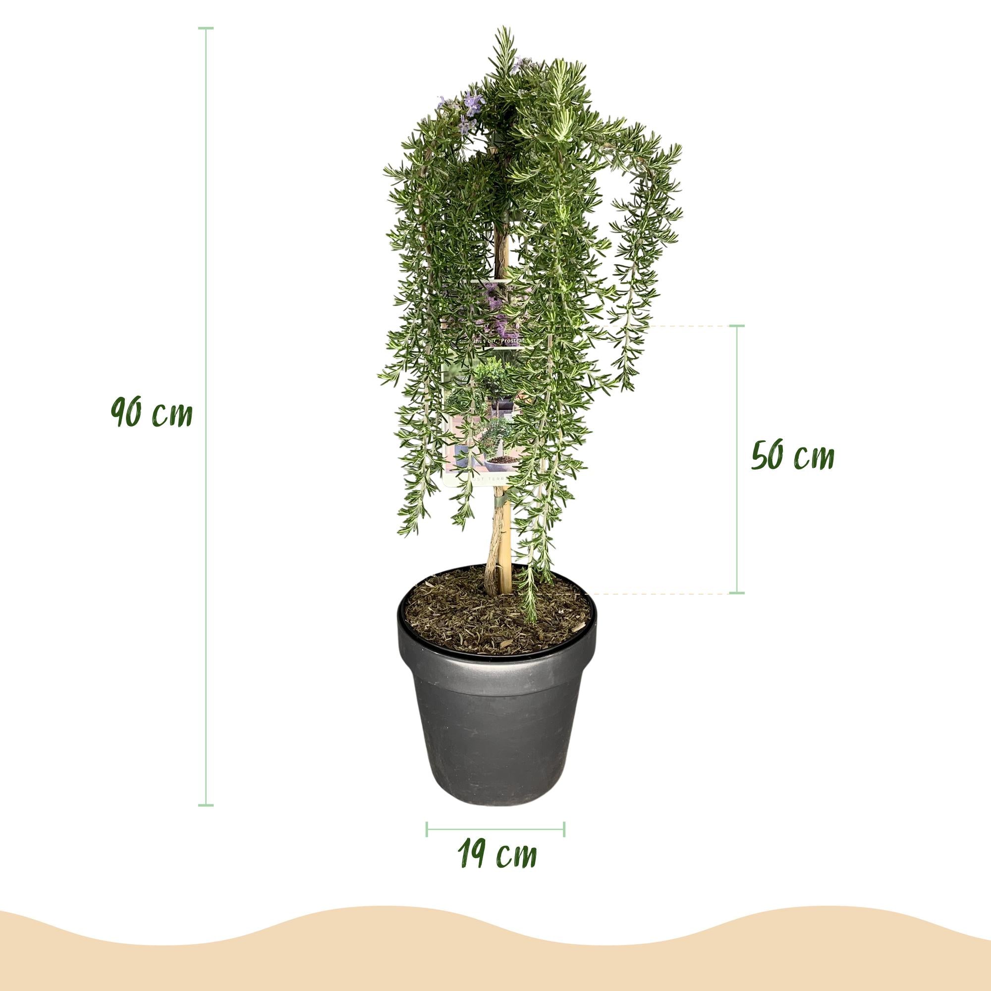 Rosmarinus officinalis Prostratus - Terrassenpflanze - Topf 19cm Höhe 70 - 90cm