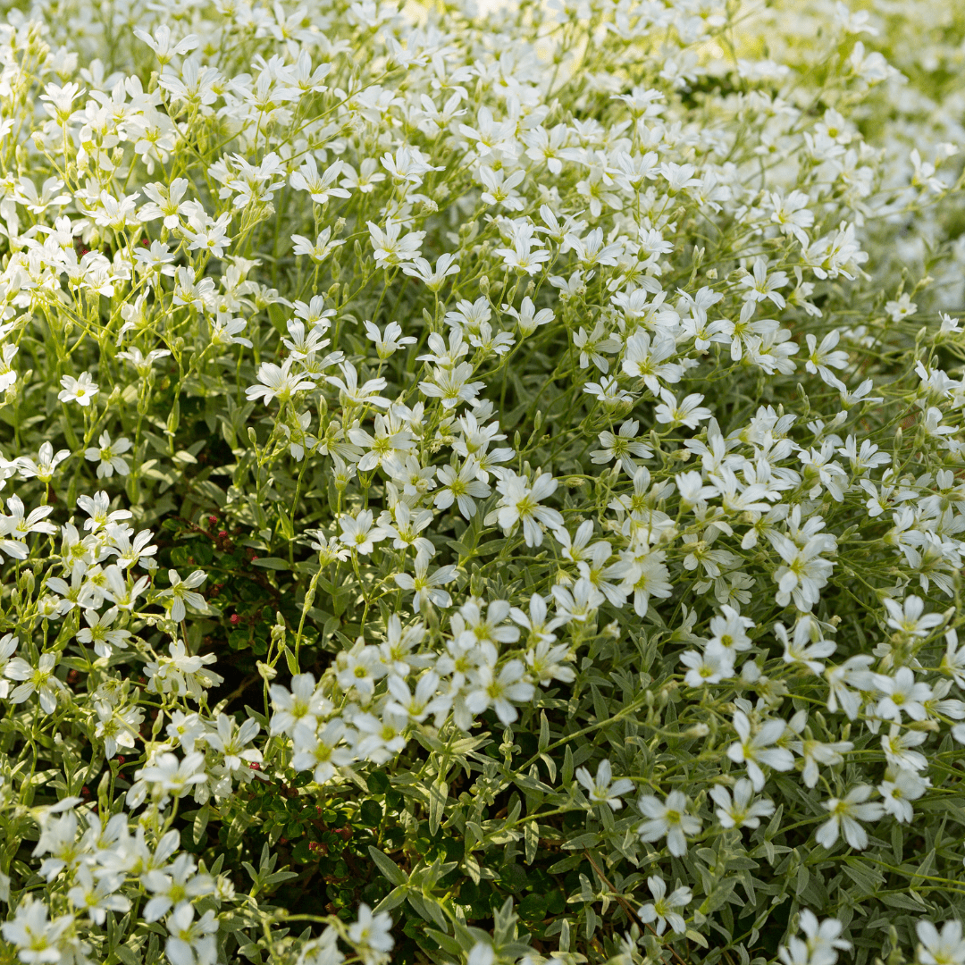 Sechs Cerastium tomentosum Pflanzen von Everspring, 10-25cm hoch, mit weißen Blüten, im Topf mit Durchmesser 9cm.
