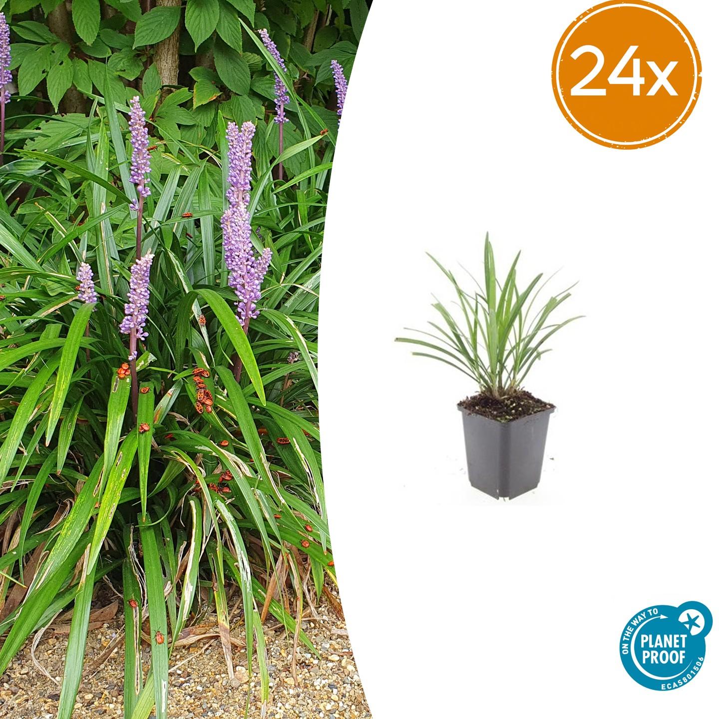 24x Liriope muscari &