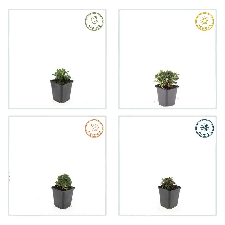 Potentilla tridentata ‘Nuuk’ – 24 Stück, Ø 9 cm Topf, Höhe 10–25 cm – Immergrüner, robuster Bodendecker - Wurzelwerk Design