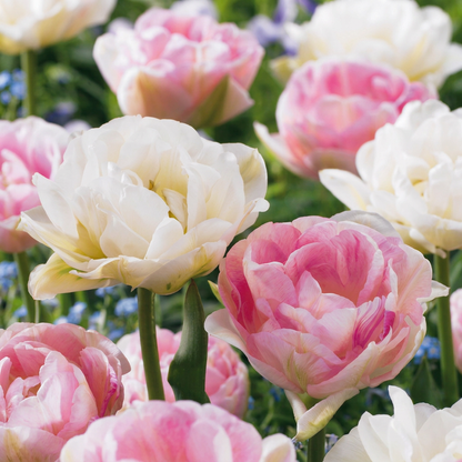 Gefüllte Tulpe Double Sensation – Tulipa online kaufen | 24 bis 96 Blumenzwiebeln, gefüllt &amp; mehrfarbig – Wurzelwerk Design