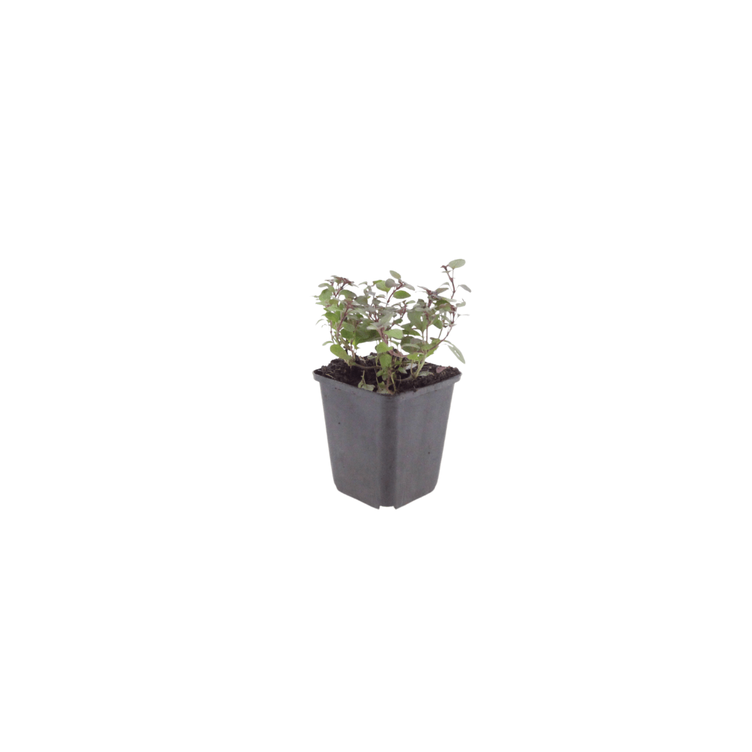 Sechs Everspring Origanum laevigatum &