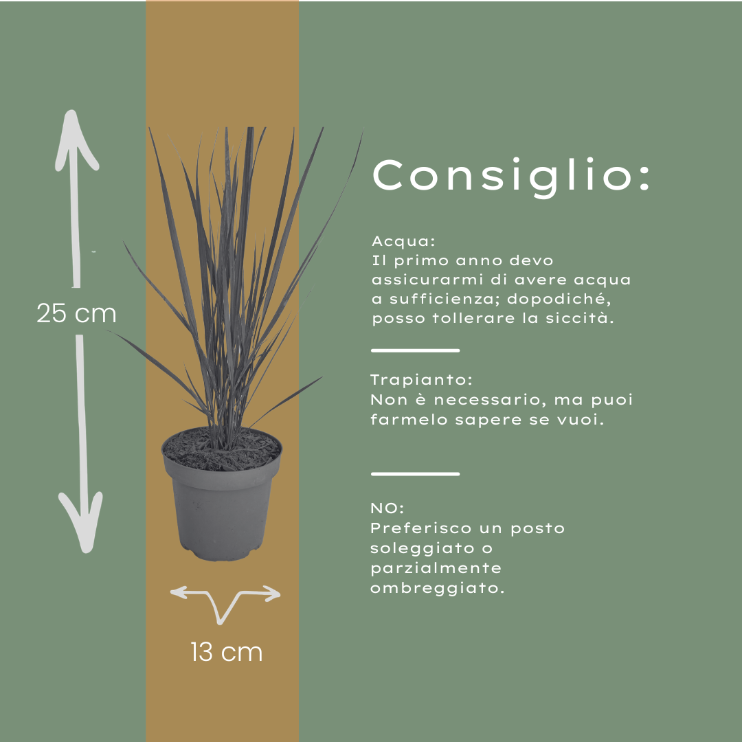 Rutenhirse Northwind kaufen | 3× Panicum virgatum, Ø 12 cm