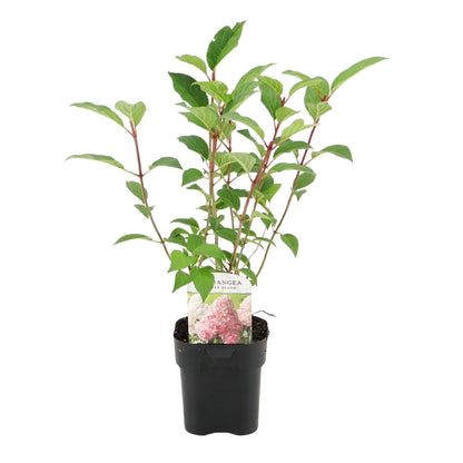 Rispenhortensie Hydrangea panniculata Vanille Fraise mit weißen und rosa Blüten, 3 Pflanzen, im Topf, laubabwerfend, Höhe 50cm