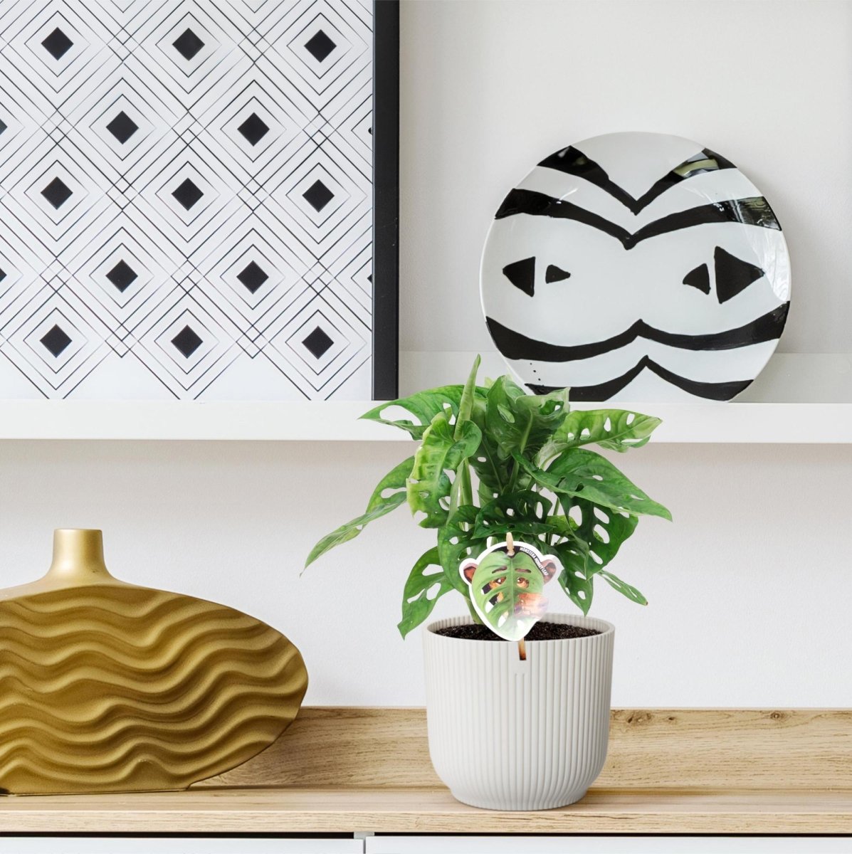 Monstera Monkey Leaf kaufen – Monstera obliqua, trendige Lochpflanze - Wurzelwerk Design