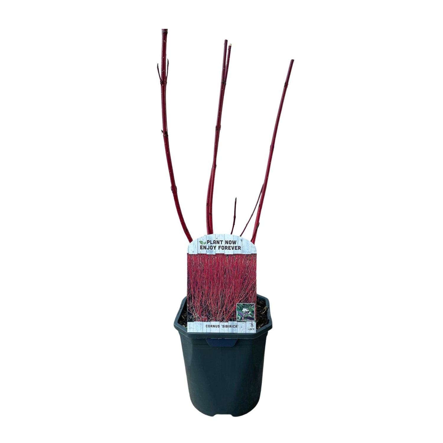 Rote Cornus sibirica Pflanze mit Zweigen, laubabwerfend, in Topf, ca. 45 cm hoch, wenig Pflege, von Everspring