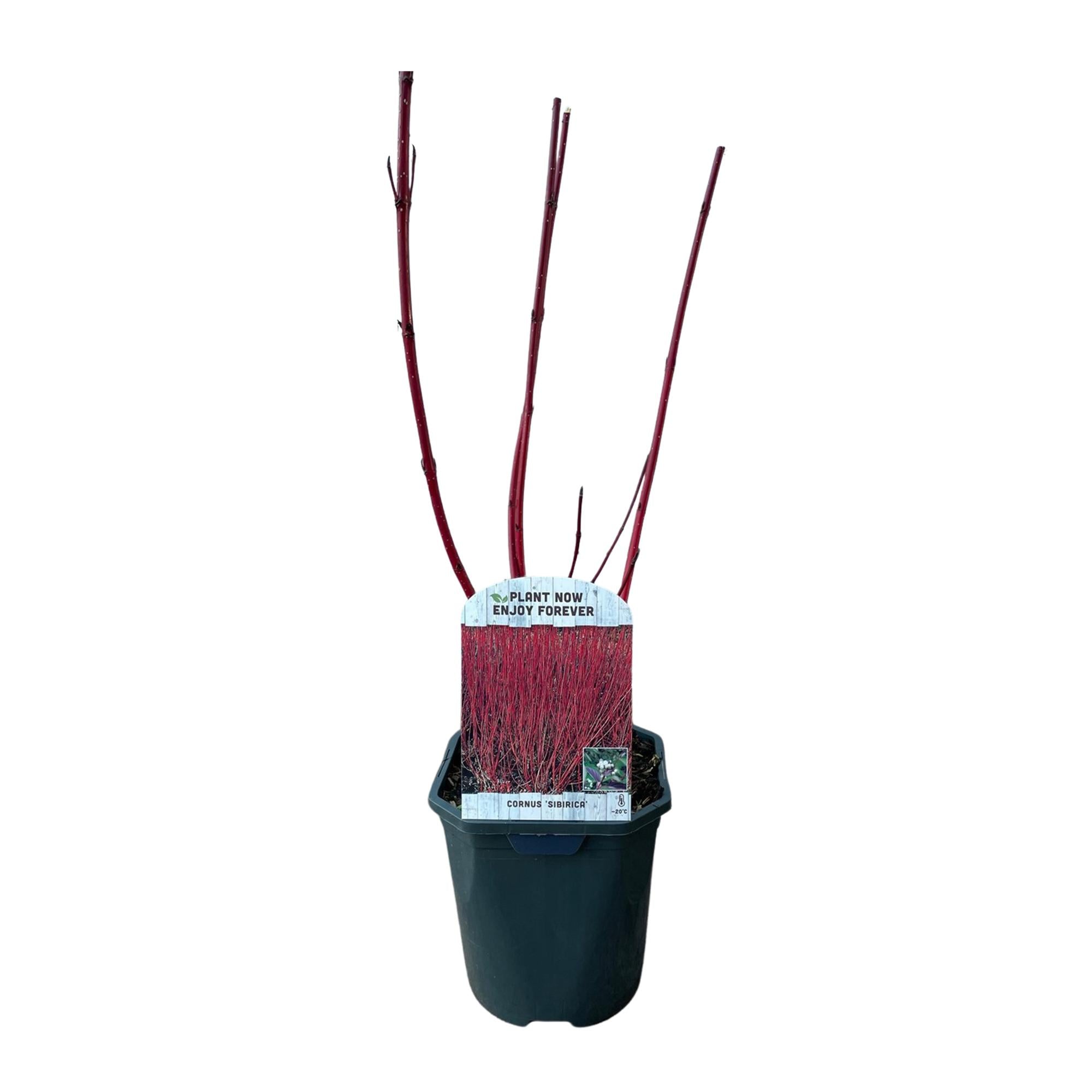 Rote Cornus sibirica Pflanze mit Zweigen, laubabwerfend, in Topf, ca. 45 cm hoch, wenig Pflege, von Everspring