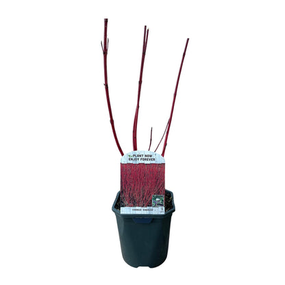 Rote Cornus sibirica Pflanze mit Zweigen, laubabwerfend, in Topf, ca. 45 cm hoch, wenig Pflege, von Everspring