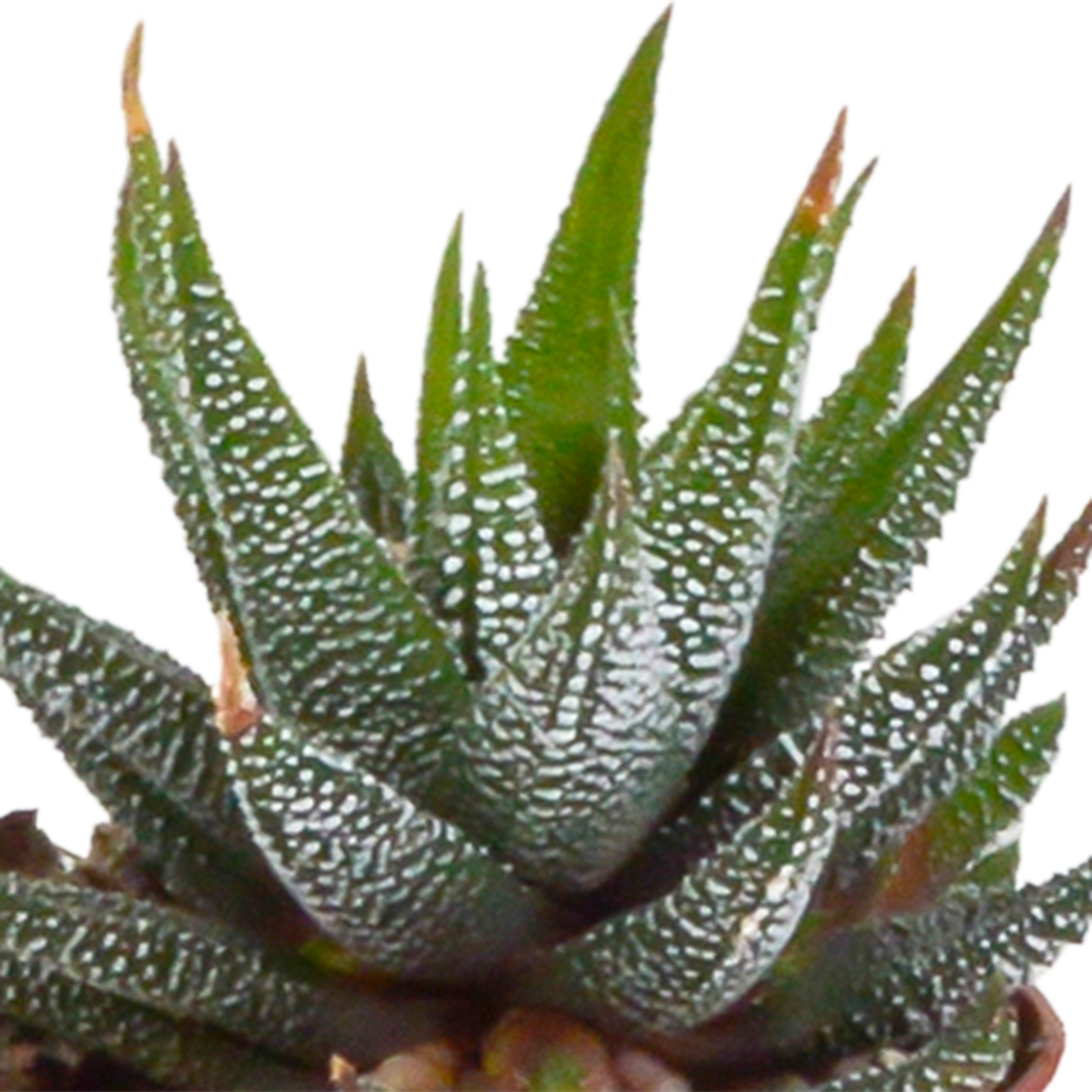 Fünf Everspring Gasteria und Haworthia Pflanzen in Terracotta-Töpfen, Ø 5,5 cm, grüne Sukkulenten auf Bild.