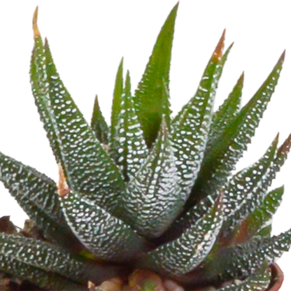 Fünf Everspring Gasteria und Haworthia Pflanzen in Terracotta-Töpfen, Ø 5,5 cm, grüne Sukkulenten auf Bild.