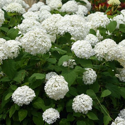 Rispenhortensie-Hydrangea arborescens Annabelle - Blüte Weiß - 1 Pflanze - Laubabwerfend - Große Blüten - Topf 17cm Höhe 50cm