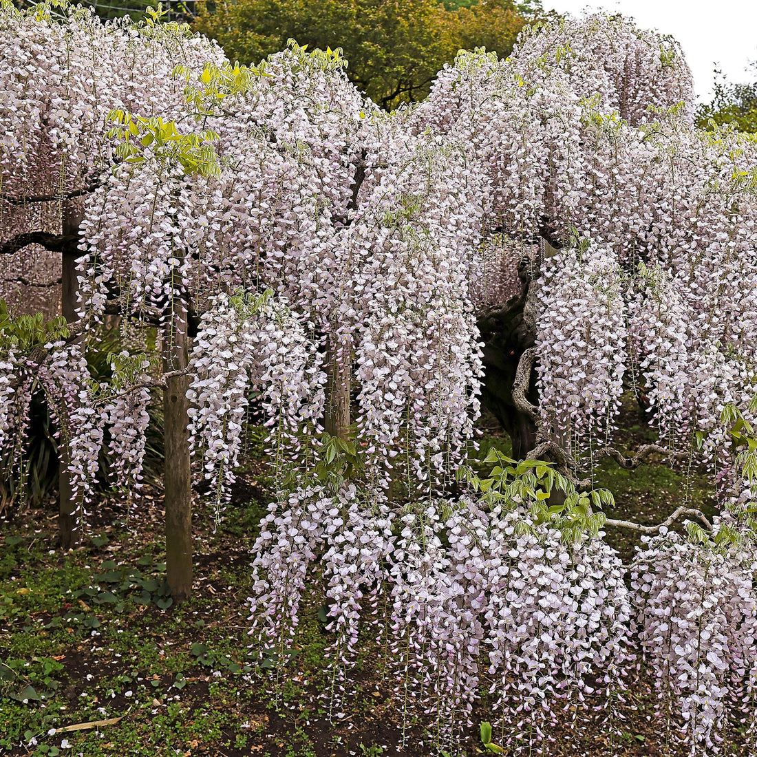 Blauregen Wisteria floribunda &