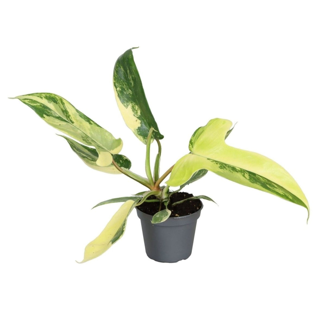 Philodendron &