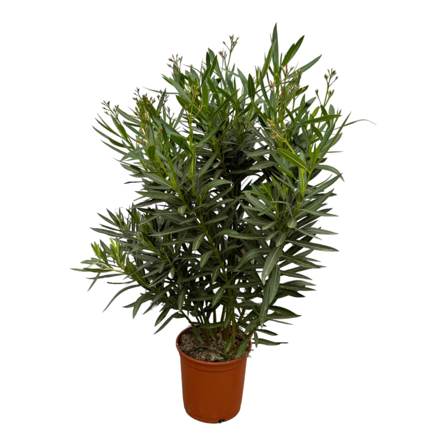 Everspring Oleanderstrauch mit roten Blüten, 160 cm hoch, Ø 24–27 cm, lebendige Pflanze für Garten und Balkon