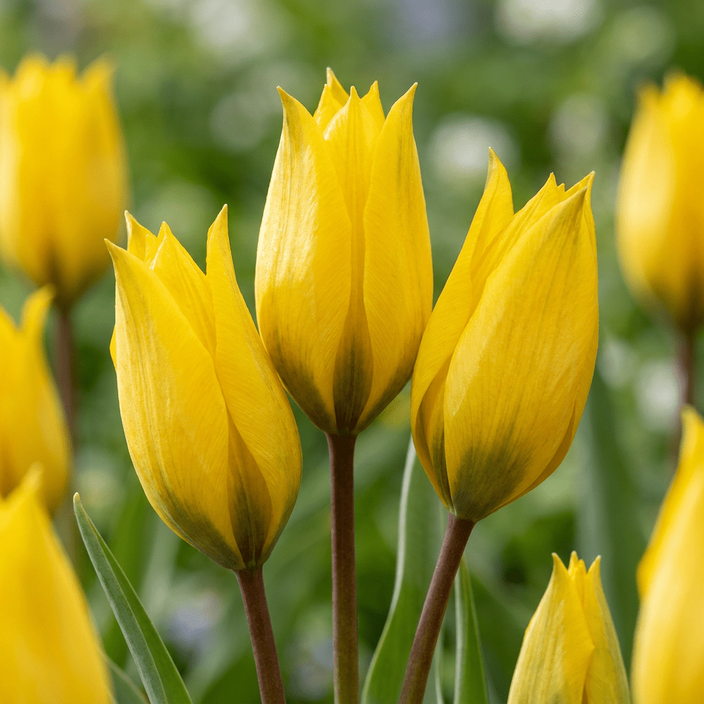 Weinbergstulpe – Tulipa sylvestris online kaufen | 20 bis 160 Blumenzwiebeln, gelb, duftend &amp; verwildernd – Wurzelwerk Design - Wurzelwerk Design
