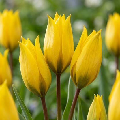 Weinbergstulpe – Tulipa sylvestris online kaufen | 20 bis 160 Blumenzwiebeln, gelb, duftend &amp; verwildernd – Wurzelwerk Design