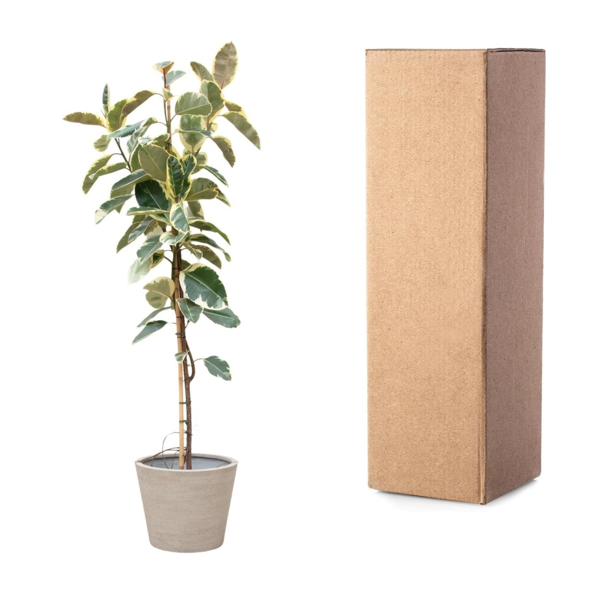 Ficus Tineke auf Stamm – Eleganter Gummibaum mit Farbspiel - Wurzelwerk Design
