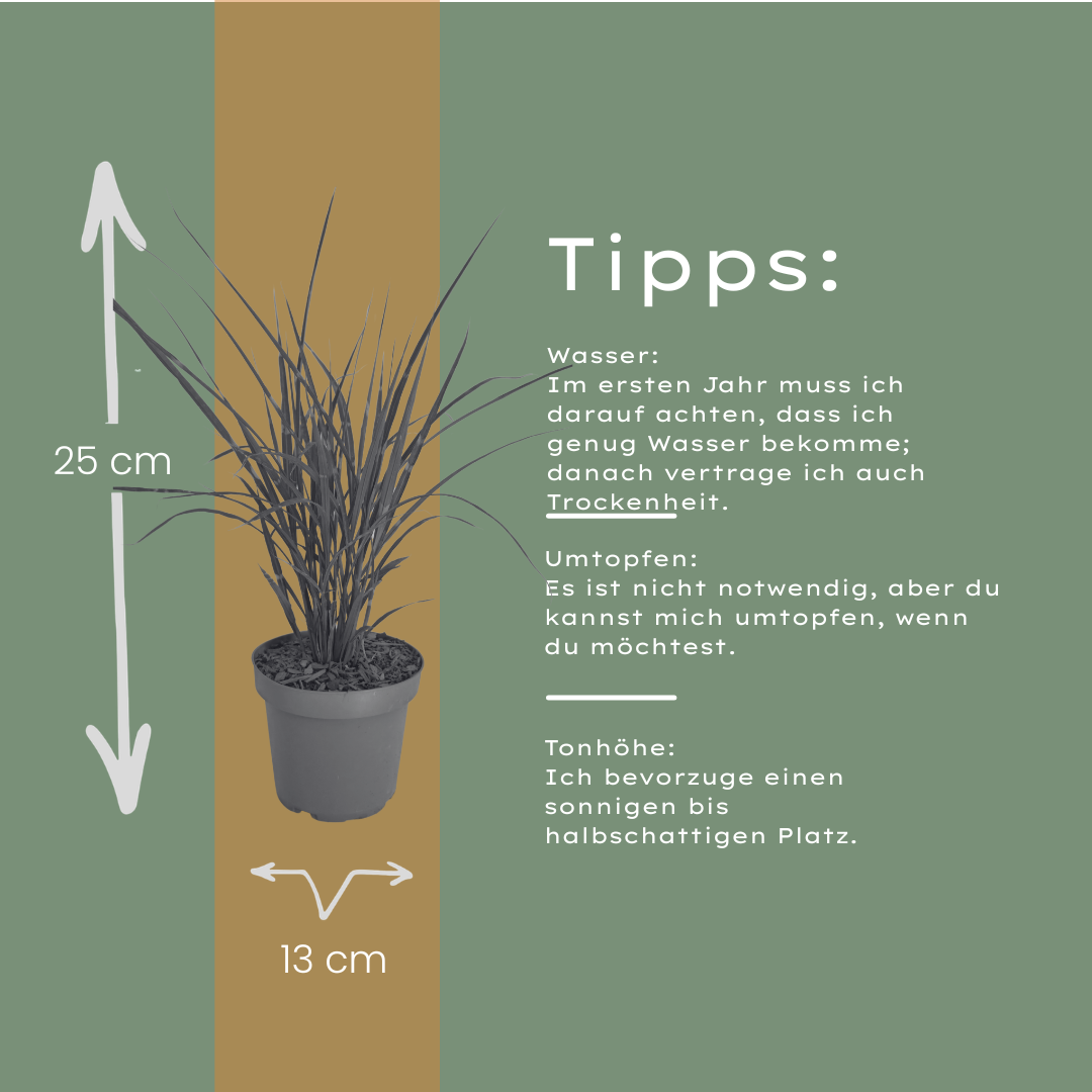 Zebragras kaufen | 3× Miscanthus sinensis Zebrinus, Ø 12 cm
