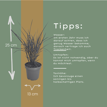 Zebragras kaufen | 3× Miscanthus sinensis Zebrinus, Ø 12 cm