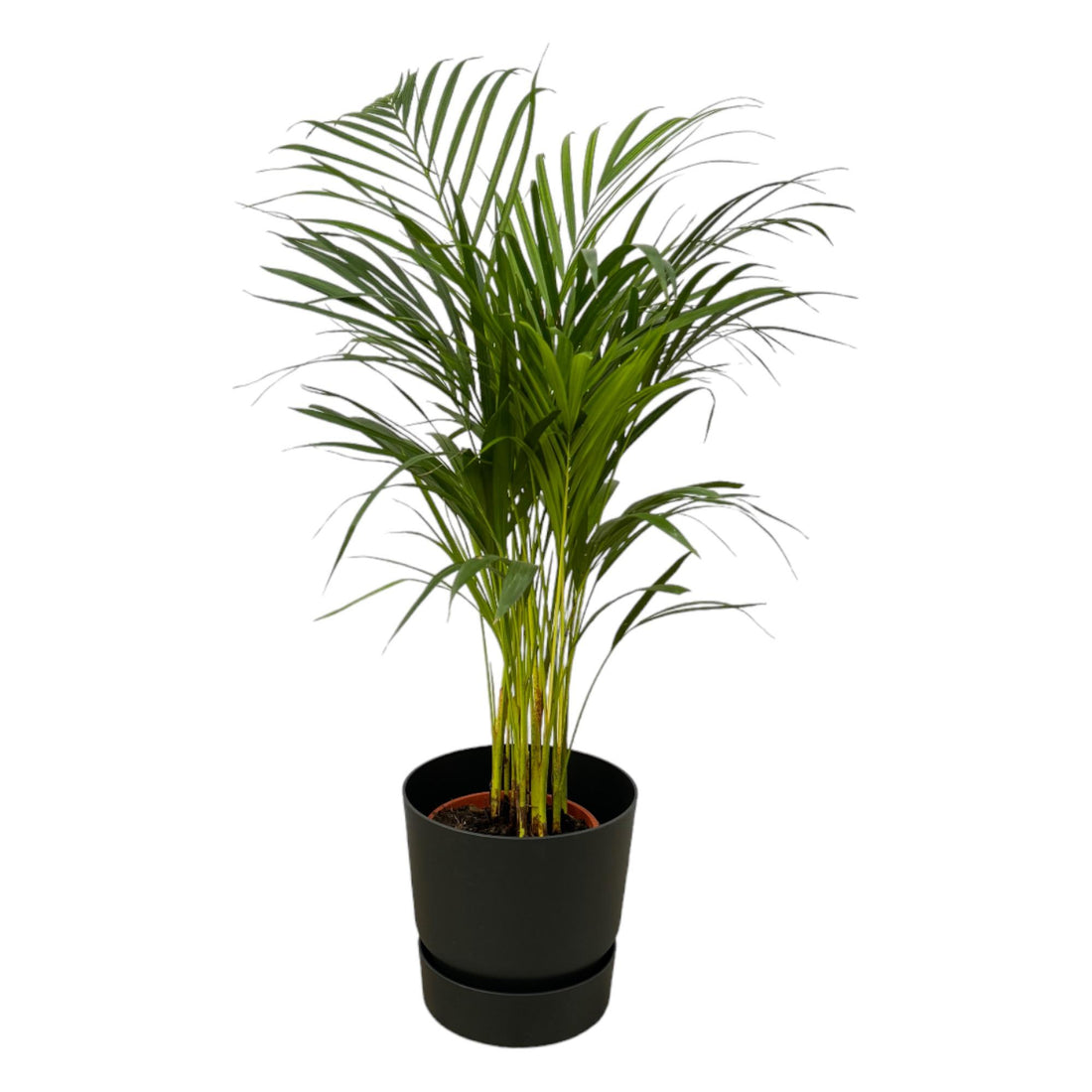 Everspring Areca-Palme, 85 cm hoch, Topf Ø19 cm, inklusive Elho Greenville runde schwarze Pflanzschale, Zimmerpflanze