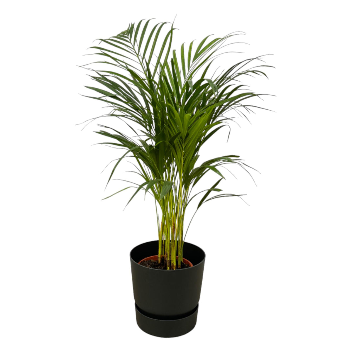 Everspring Areca-Palme, 85 cm hoch, Topf Ø19 cm, inklusive Elho Greenville runde schwarze Pflanzschale, Zimmerpflanze