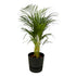 Everspring Areca-Palme, 85 cm hoch, Topf Ø19 cm, inklusive Elho Greenville runde schwarze Pflanzschale, Zimmerpflanze