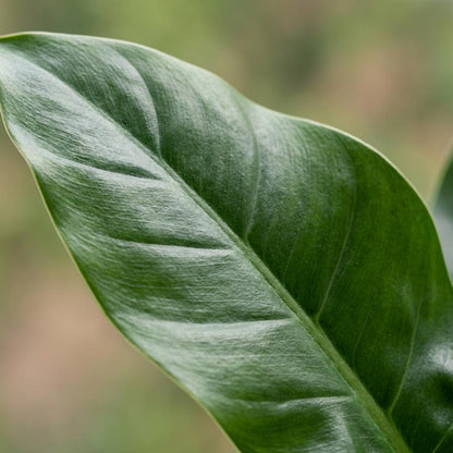 Philodendron Imperial Green kaufen | Topf Ø 19 cm, Höhe 65 cm
