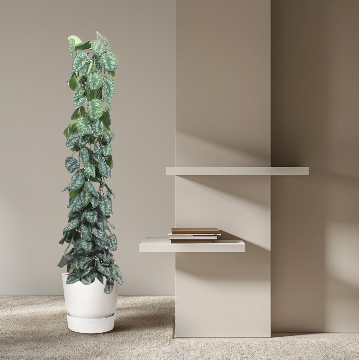 Scindapsus Pictus Trebie - 160 cm - Ø 27 cm - Wurzelwerk Design