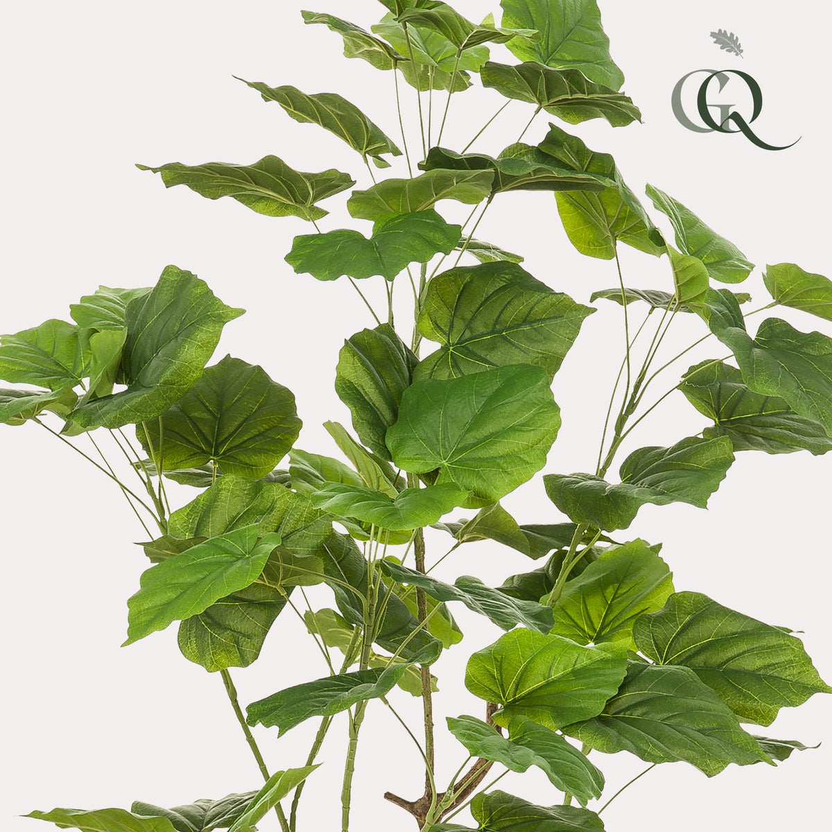 Künstliche Ficus umbellata Pflanze von Everspring, 125cm oder 180cm hoch, mit grünen Blättern, realistisch und dekorativ.