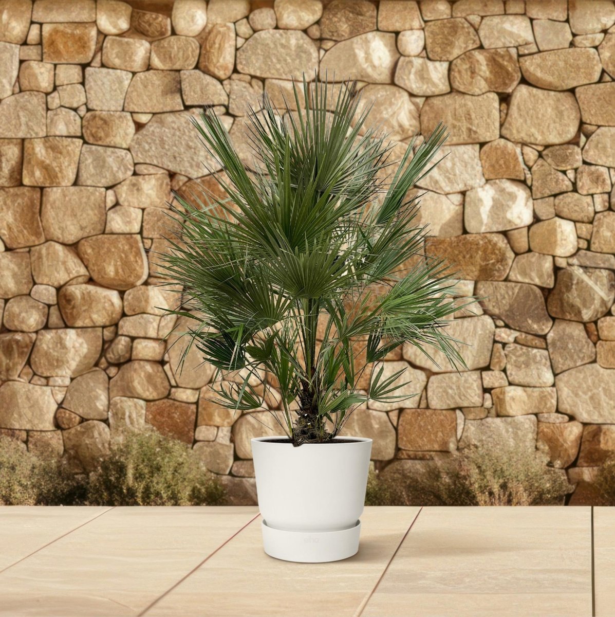 Chamaerops humilis kaufen – Europäische Zwergpalme, winterhart bis –12 °C - Wurzelwerk Design