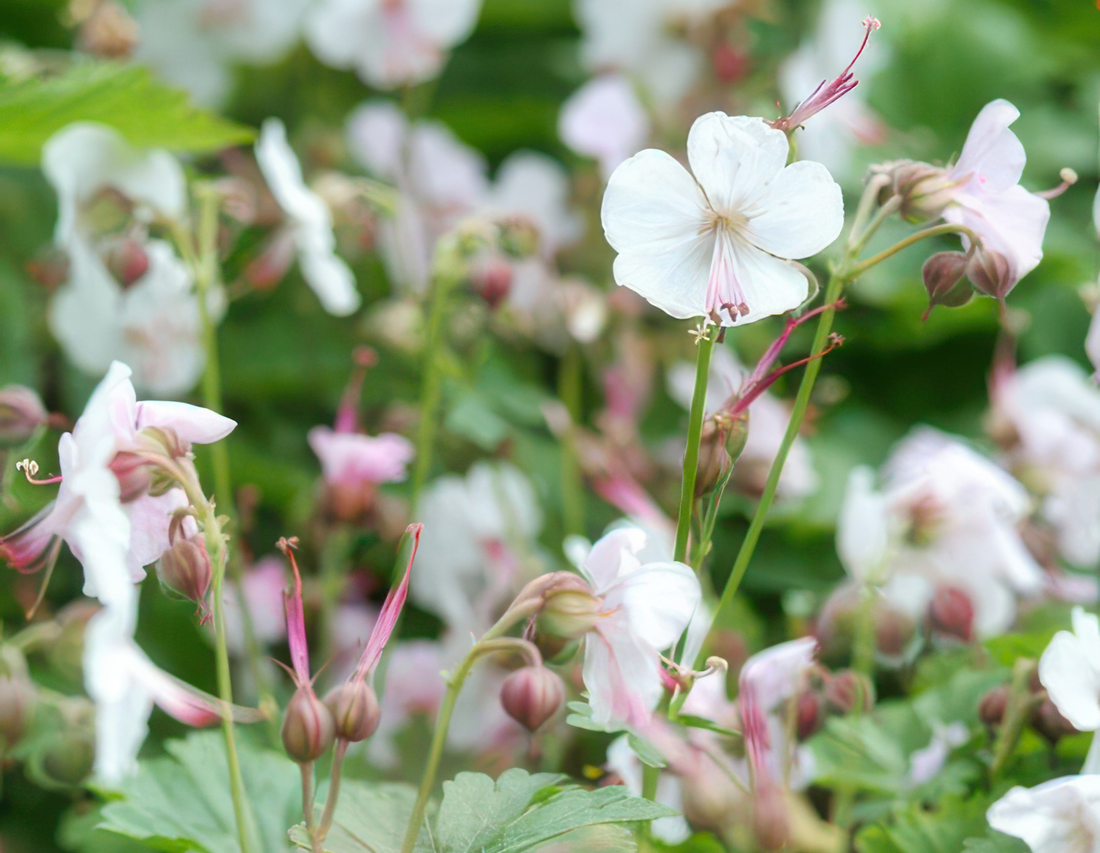 24x Geranium cantabrigiense ‘Biokovo’ – Duft-Storchschnabel für Garten &amp; Beete – Höhe 10–25 cm – Ø 9 cm