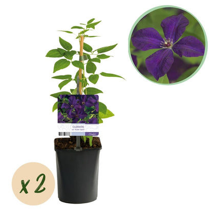 Clematis viticella &