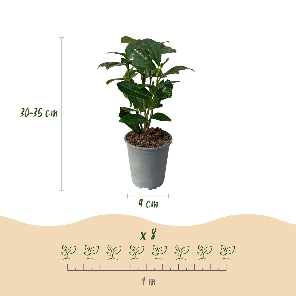 Grüne Prunus laurocerasus Novita Heckenpflanzen, 8 Pflanzen im Topf, immergrün, ca. 30-35cm hoch, für Hecken und Sichtschutz