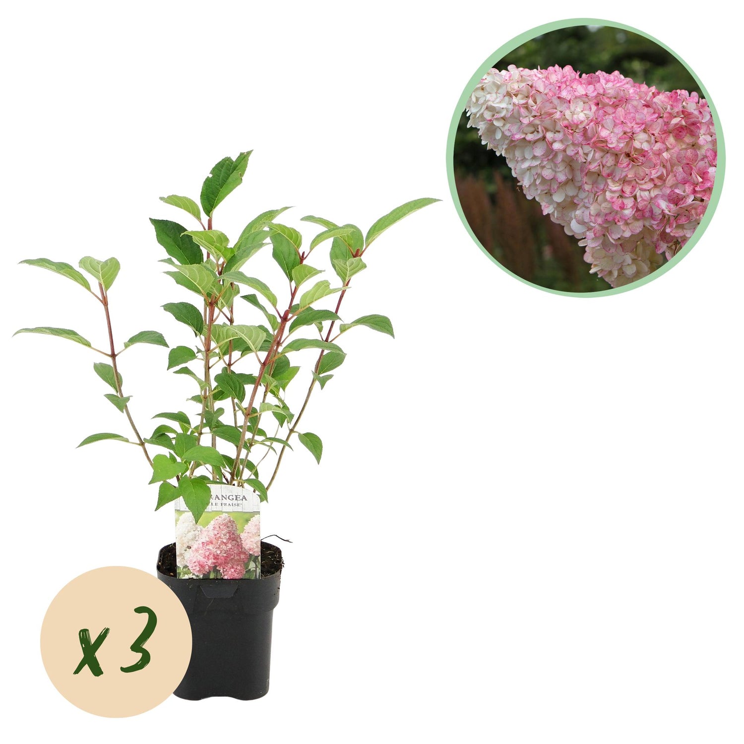 Rispenhortensie Hydrangea panniculata Vanille Fraise mit weißen und rosa Blüten, 3 Pflanzen in Töpfen, Laubabwerfend, 50cm hoch