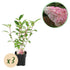Rispenhortensie Hydrangea panniculata Vanille Fraise mit weißen und rosa Blüten, 3 Pflanzen in Töpfen, Laubabwerfend, 50cm hoch