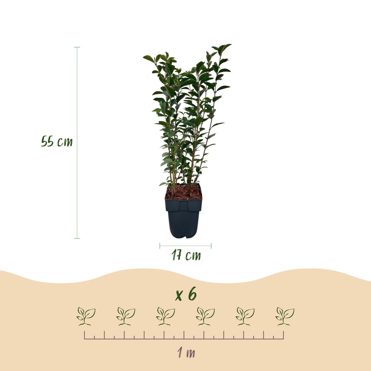 Liguster – Ligustrum ovalifolium online kaufen | 6 Pflanzen für 1 m Hecke, schnellwachsend &amp; anspruchslos – Wurzelwerk Design