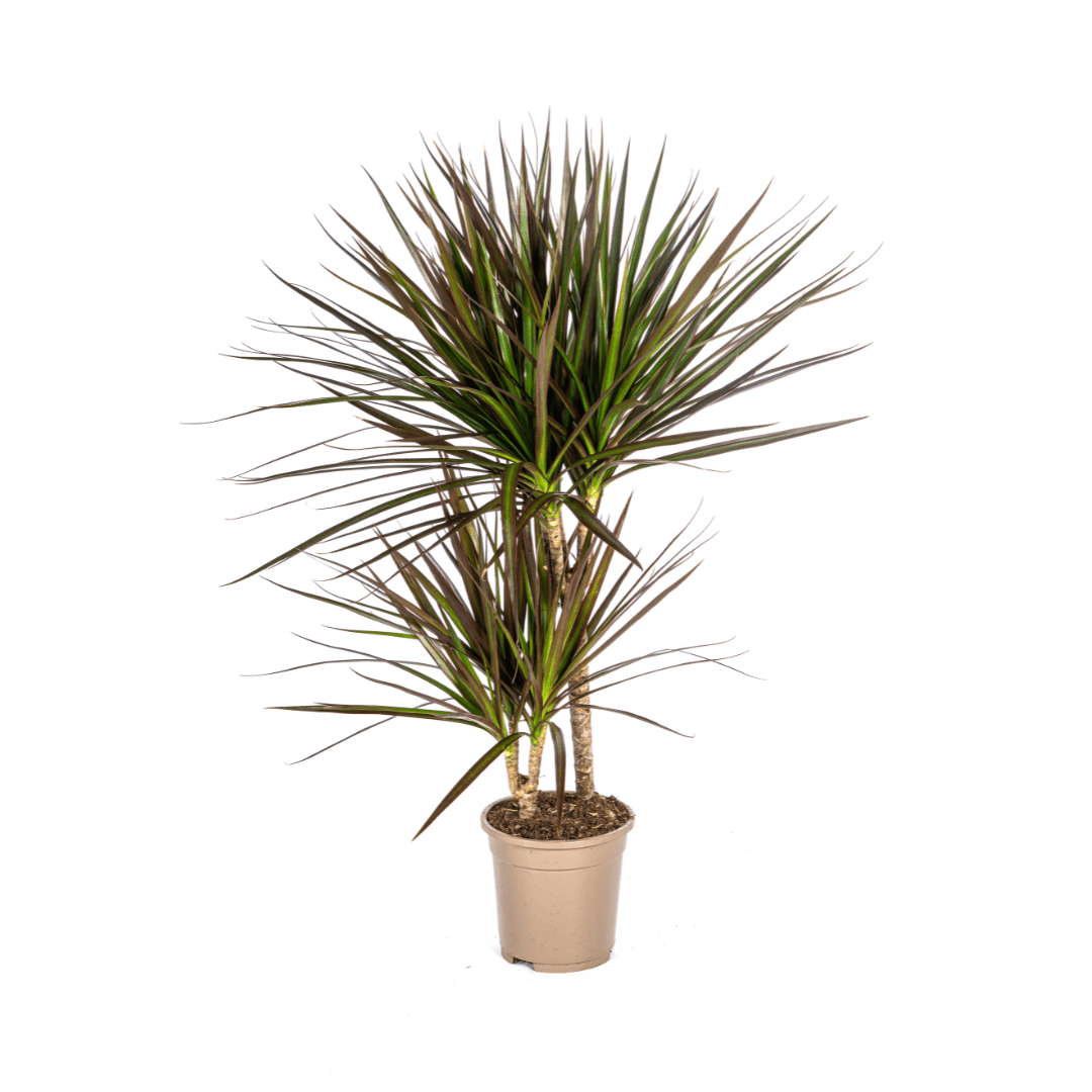 Dracaena marginata ‘Magenta’ – Exotische Zimmerpflanze - Wurzelwerk Design